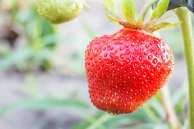 Olgun kırmızı çilek Bahçe yatağa büyüyen, yakın çekim. Yeşil arka plan bulanık ile alan sığ derinliği