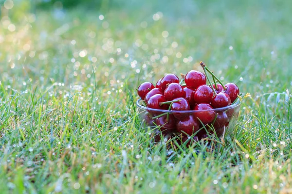 Glasschale Mit Roten Reifen Kirschfrüchten Gras Beleuchtet Von Der Morgensonne — Stockfoto