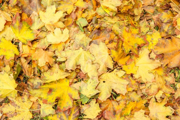 Foglie Gialle Cadute Nel Parco Cittadino Giorno Autunno Colori Dell — Foto Stock