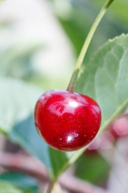 Olgun kiraz ağacı güneşli yaz günü yeşil bahçesinde üzerinde arka plan üzerinde bırakır. Sığ derinlik-in tarla