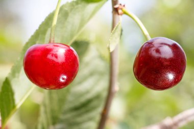 Güneşli yaz gününde bahçedeki ağaçta olgun kirazlar ve arka planda yeşil yapraklar. Sığ alan derinliği