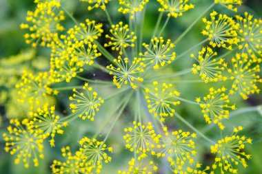 Arka plan bulanık aynı çiçeklerle çiçek bahçesinde dereotu. Üstten görünüm. Sığ derinlik-in tarla. Doğal arka plan.