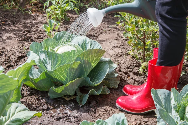 Landwirt Gießt Grünkohlkopf Mit Plastikgießkanne Aufs Gartenbeet Gemüseanbau — Stockfoto