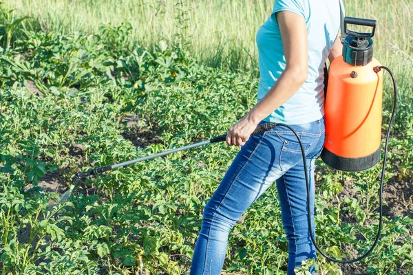 Jardineiro Está Protegendo Plantas Batatas Doenças Fúngicas Vermes Com Pulverizador — Fotografia de Stock