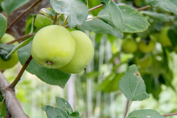 Las Manzanas Verdes Inmaduras Sobre Rama Del Árbol Jardín Día — Foto de Stock
