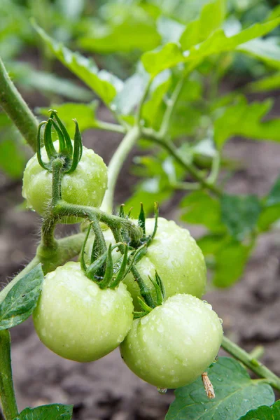 Tomates Vertes Non Mûres Poussant Sur Lit Jardin Tomates Dans — Photo