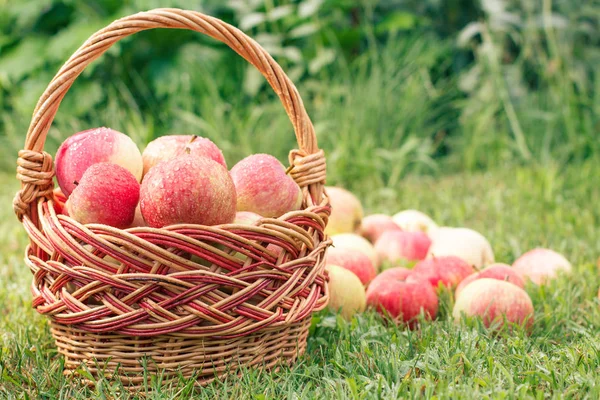 Red Ripe Apples Wicker Basket Green Grass Orchard Fresh Ripe — Stock Photo, Image