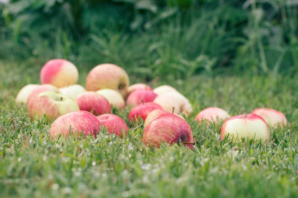 Rote Äpfel Auf Grünem Gras Obstgarten Gefallene Reife Äpfel Sommergarten — Stockfoto