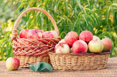 Sadece arka bahçe ağaçları ile eski ahşap kurullarında hasır sepet içinde kırmızı elma aldım. Sadece hasat meyve