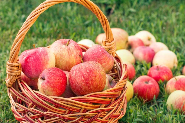 Red Ripe Apples Wicker Basket Green Grass Orchard Fresh Ripe — Stock Photo, Image