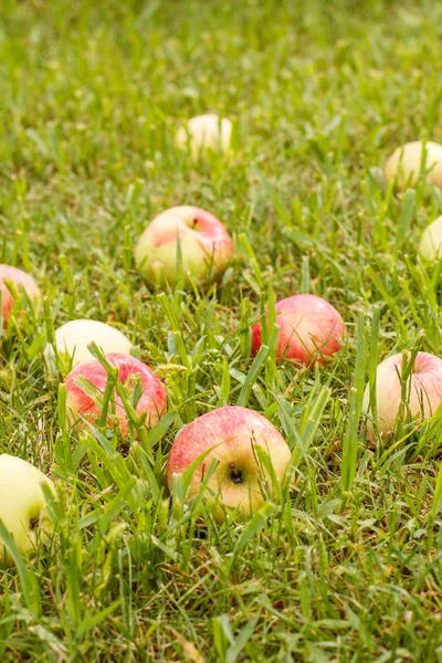 Pommes Rouges Sur Herbe Verte Dans Jardin Pommes Tombées Maturité — Photo