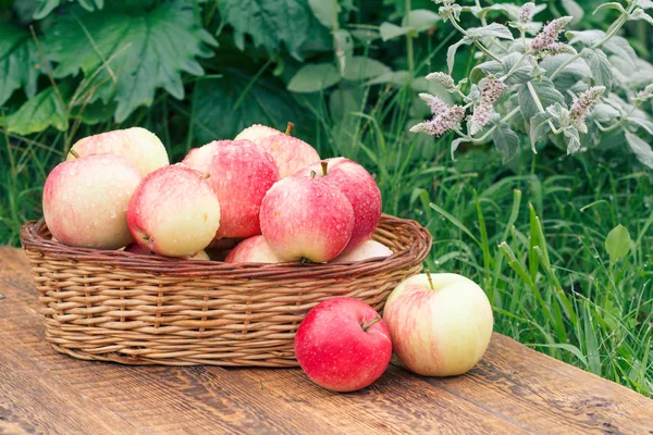 Just Picked Apples Wicker Basket Wooden Boards Leaves Apple Tree — Stock Photo, Image
