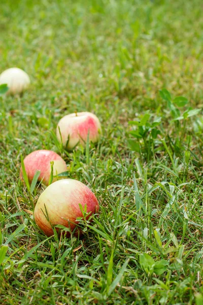 Rote Äpfel Auf Grünem Gras Obstgarten Gefallene Reife Äpfel Sommergarten — Stockfoto