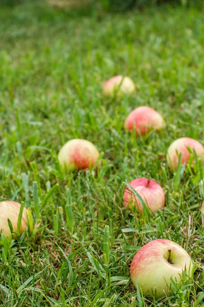 Rote Äpfel Auf Dem Gras Herbst Hintergrund Gefallene Rote Äpfel — Stockfoto