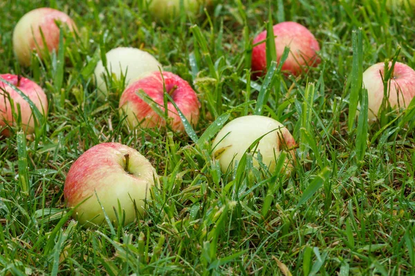 Red apples on the grass. Autumn background - fallen red apples on the green grass in orchard. Fresh red apple in the garden grass