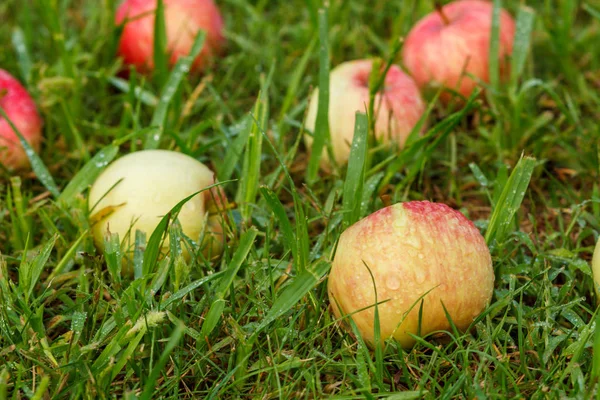 Czerwone Jabłka Zielonej Trawie Sadzie Fallen Dojrzałych Jabłek Letnim Ogrodzie — Zdjęcie stockowe