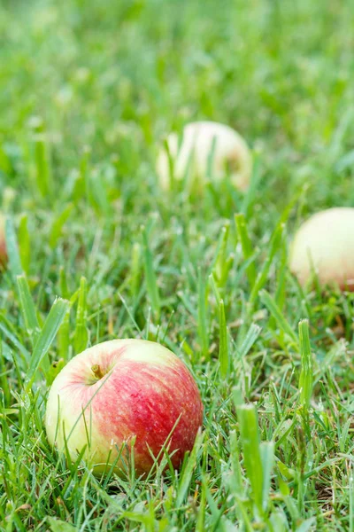 Pommes Rouges Sur Herbe Verte Dans Verger Pommes Tombées Maturité — Photo