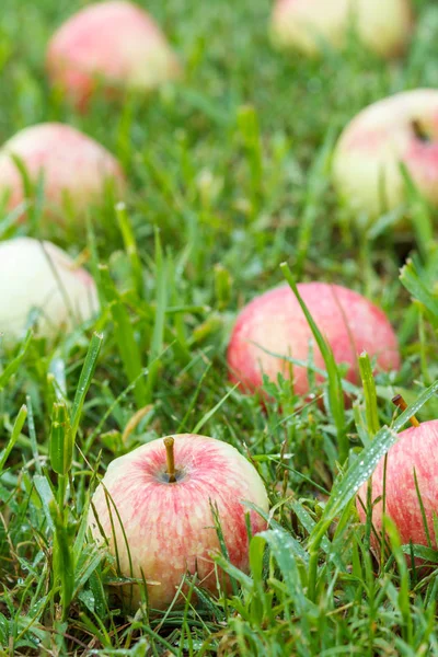 Rote Äpfel Auf Dem Gras Herbst Hintergrund Gefallene Rote Äpfel — Stockfoto