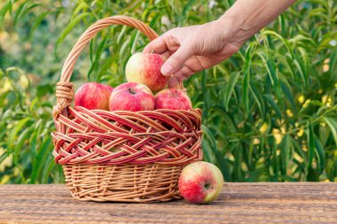 Kırmızı elma ve hasır sepet içinde koyarak seçmişsin çiftçi elini tutuyor. Sepet ahşap kurullarında olgun elma arka plan üzerinde Bahçe ağaçları ile dolu. Taze meyve hasat sığ derinlik-in tarla