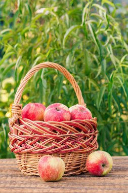 Arka bahçe ağaçları ile eski ahşap kurullarında hasır sepet içinde kırmızı elma aldı. Sadece hasat meyve. Sığ derinlik-in tarla. Sepet üzerinde odaklanmak