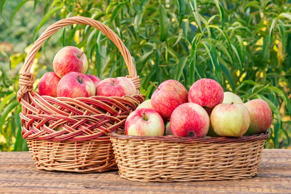 Just Picked Red Apples Wicker Baskets Old Wooden Boards Garden — Stock Photo, Image