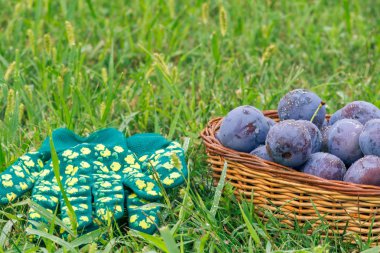 Hasır sepetleri ve Bahçe eldiven olgun erik yeşil çimenlerin üzerinde seçmişsin. Sadece hasat meyve