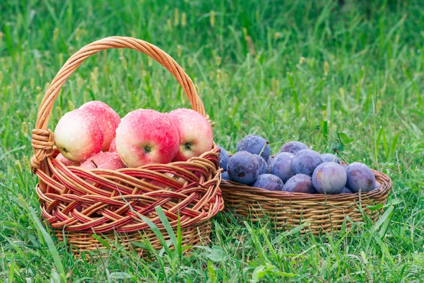 Just Picked Ripe Plums Red Apples Wicker Baskets Garden Grass — Stock Photo, Image
