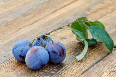 Brench ve eski ahşap kurullarında yaprakları ile olgun erik seçmişsin. Sadece hasat meyve
