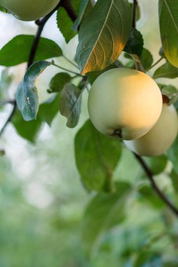 Büyük Olgun elma ve bir meyve bahçesi içinde ağaç dal. Alan, seçici odak elma sığ derinliği
