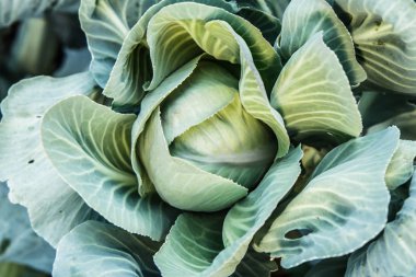 Ham taze organik lahana ve büyük yapraklarından böcek deliği gitti. Doğal ve güvenlik gıda. Üstten görünüm