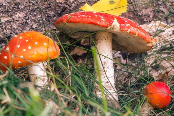 Image of amanita on grass background. Toxic and dangerous to human health mushrooms