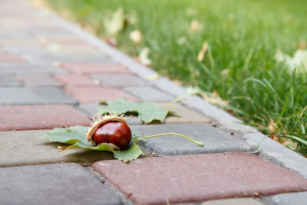 Castagno Fresco Con Buccia Foglia Verde Sul Marciapiede Nel Parco — Foto Stock