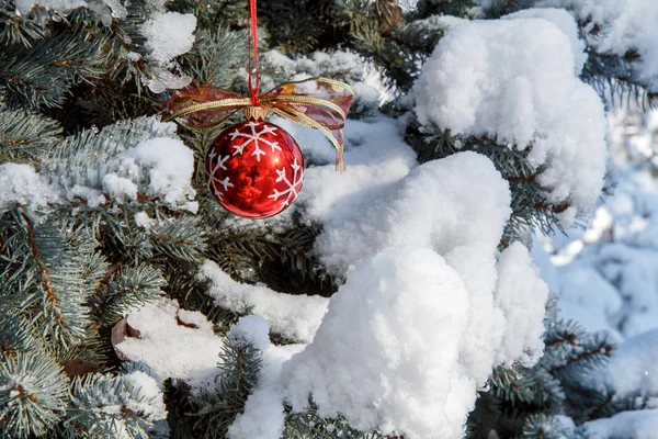 Red Christmas Ball Hanging Spruce Tree Branches Covered Snow Green — Stock Photo, Image