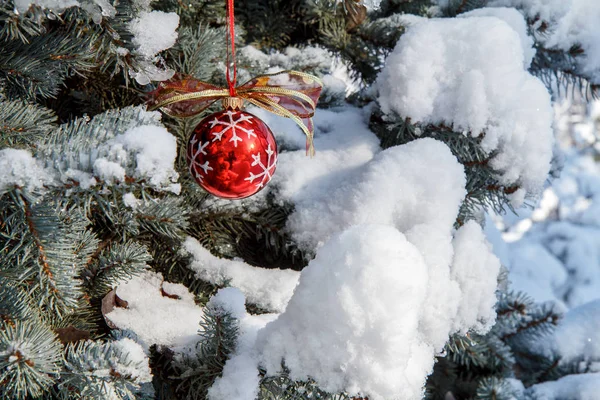 Red Christmas Ball Hanging Spruce Tree Branches Covered Snow Green Stock Photo