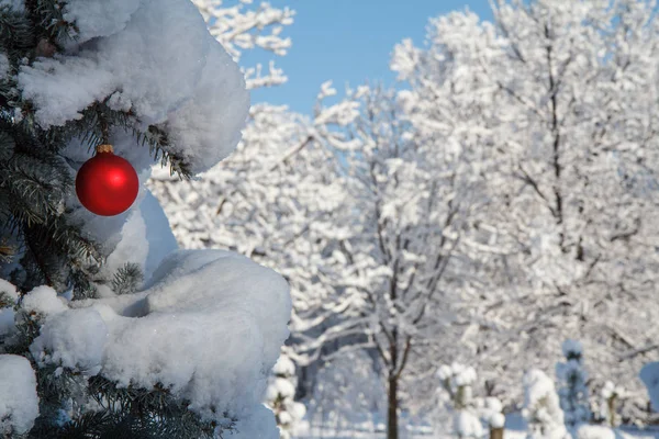 Κόκκινη Χριστουγεννιάτικη Μπάλα Κρέμονται Στα Κλαδιά Της Ερυθρελάτης Καλυμμένα Χιόνι — Φωτογραφία Αρχείου