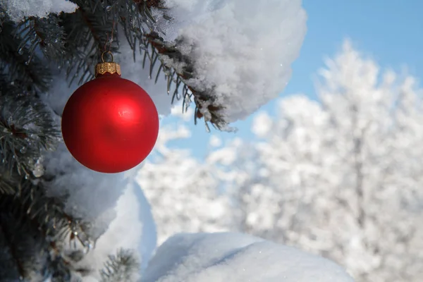 トウヒの木の枝にぶら下がっている赤いクリスマス ボールは雪で覆われています 冬市公園緑スプルース ツリーと赤グッズ ボールクリスマスや新年の組成 — ストック写真