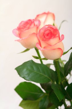 Beyaz zemin üzerine yeşil yaprakları ile güzel pembe gül buketi. Kutlama gün kavramı.