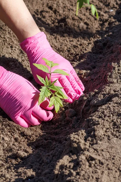 Close up hands of female gardener in pink gloves. Planting green cabbage seedlings in the garden. Cultivation of vegetables.