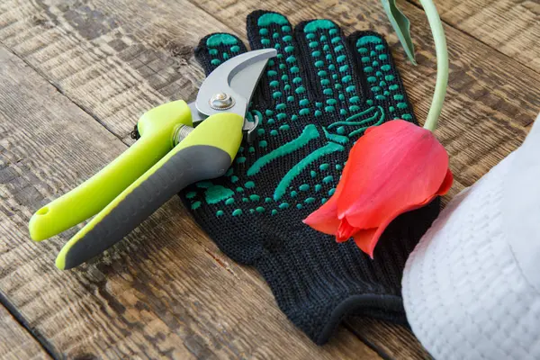 花园黑色手套 修剪器 削减红色郁金香和帽子在木板上 园林工具和设备 — 图库照片