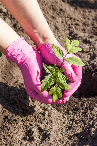 Close Hands Female Gardener Pink Gloves Planting Green Cabbage Seedlings Stock Photo