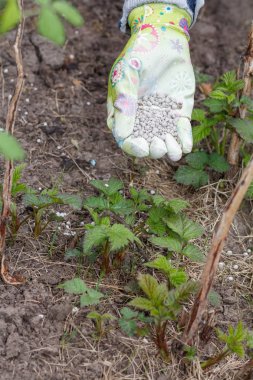 Çiftçi el toprak Bahçe ahududu çalıların yanındaki kimyasal gübre verilmesi bir eldiven giymiş. Bahar bahçe bakım