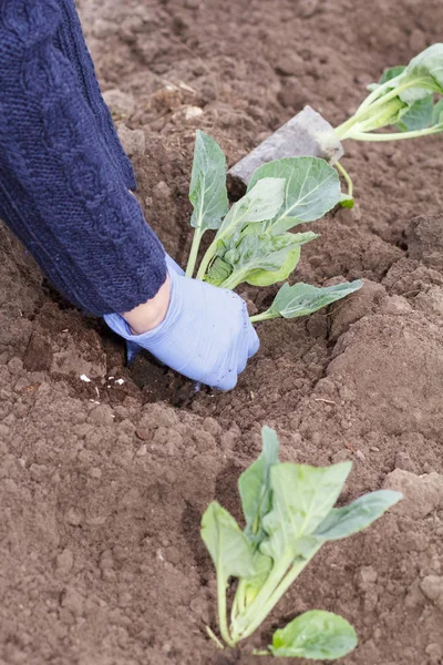 Jardineiro Está Plantar Mudas Repolho Verde Jardim Cultivo Verduras — Fotografia de Stock