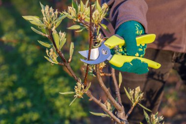 Kadın çiftçi göz kulak Bahçe. Budama meyve ağacının bahar. Budayıcı kadınla armut ağacı ipuçları makası.