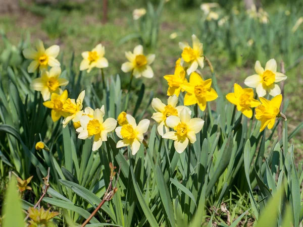 Fiore Narciso Bellissimi Fiori Narcisi Gialli Che Crescono Nel Giardino — Foto Stock