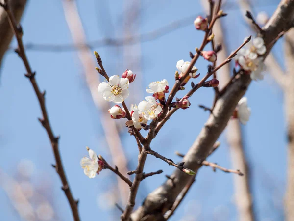 Tavasszal Virágzás Időszakában Sárgabarack Ága Homályos Kék Háttér Sekély Mélység — Stock Fotó