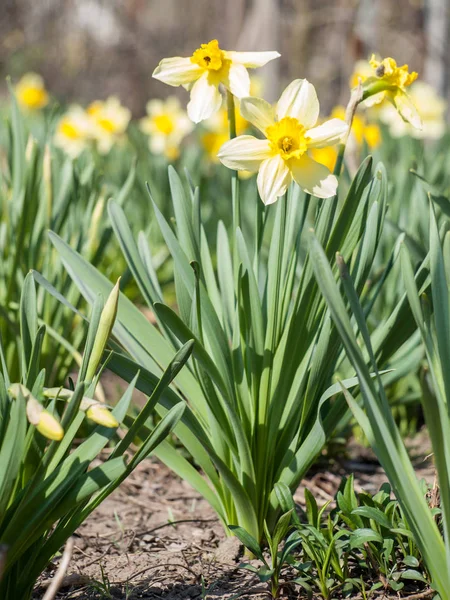 Fiore Narciso Bellissimi Fiori Narcisi Gialli Che Crescono Nel Giardino — Foto Stock