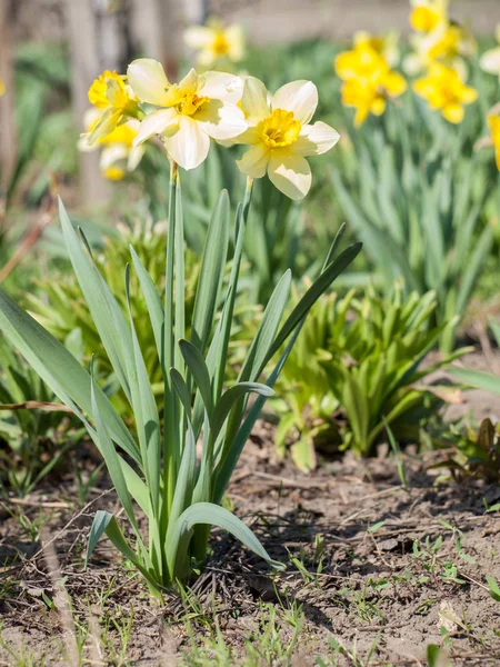 Fiore Narciso Bellissimi Fiori Narcisi Gialli Che Crescono Nel Giardino — Foto Stock