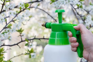 Çiftçi su solüsyonu ile beyaz çiçekleri kiraz ağacının dalları üzerinde tutam. Meyve ağaçları mantar hastalığı ya da böcek ilkbaharda korumak. Basınçlı püskürtücü tarih seçici odak.