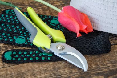 Bahçe siyah eldiven, budayıcı, kesik kırmızı lale ve şapka ahşap kurullarında. Bahçe aletleri ve donanımları.