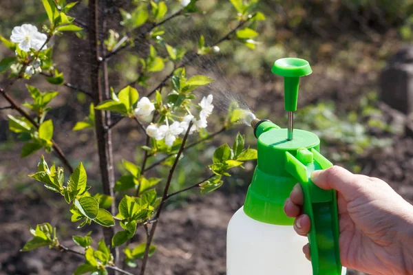 Farmer is sprinkling water solution on branches of cherry tree with white flowers. Protecting fruit trees from fungal disease or vermin in spring. Selective focus on pressure sprayer.